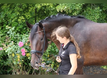 Danois sang-chaud, Hongre, 5 Ans, 182 cm, Bai brun