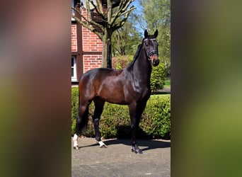 Danois sang-chaud, Hongre, 6 Ans, 166 cm, Bai brun