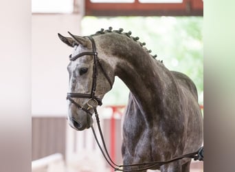 Danois sang-chaud, Hongre, 6 Ans, 177 cm, Gris