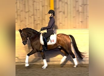 Danois sang-chaud, Hongre, 7 Ans, 148 cm, Bai