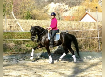 Danois sang-chaud, Hongre, 7 Ans, 167 cm, Noir