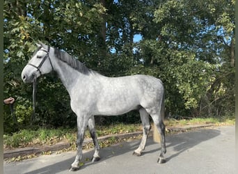 Danois sang-chaud, Hongre, 7 Ans, 174 cm, Gris pommelé
