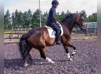 Danois sang-chaud, Hongre, 7 Ans, 182 cm, Bai