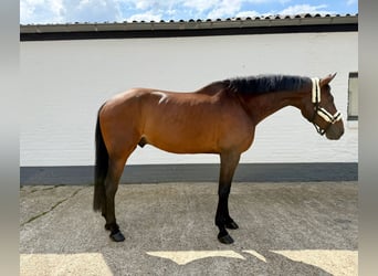 Danois sang-chaud, Hongre, 8 Ans, 167 cm, Bai