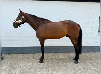 Danois sang-chaud, Hongre, 8 Ans, 167 cm, Bai