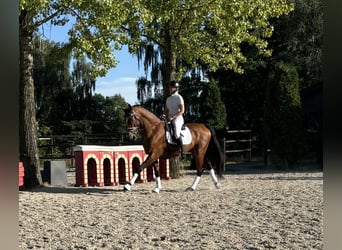 Danois sang-chaud, Hongre, 8 Ans, 172 cm, Bai cerise