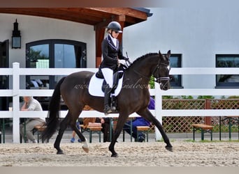Danois sang-chaud, Jument, 11 Ans, 164 cm, Noir