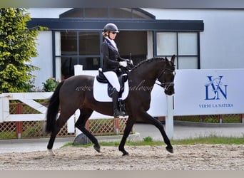 Danois sang-chaud, Jument, 11 Ans, 164 cm, Noir