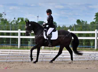 Danois sang-chaud, Jument, 11 Ans, 164 cm, Noir