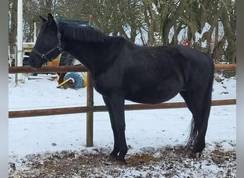 Danois sang-chaud, Jument, 11 Ans, 175 cm, Noir