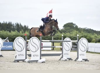Danois sang-chaud, Jument, 11 Ans, 177 cm, Bai brun