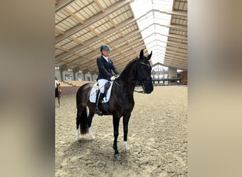 Danois sang-chaud, Jument, 14 Ans, 167 cm, Noir