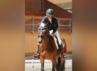 Danois sang-chaud, Jument, 15 Ans, 150 cm, Bai