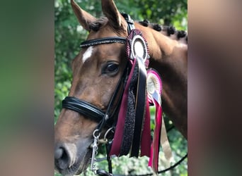 Danois sang-chaud, Jument, 15 Ans, Alezan brûlé