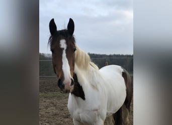 Danois sang-chaud Croisé, Jument, 16 Ans, 155 cm, Pinto