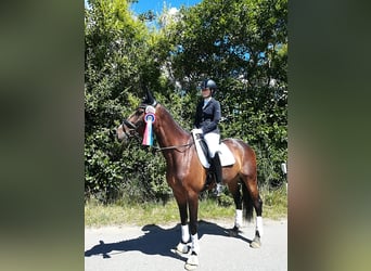 Danois sang-chaud, Jument, 16 Ans, 174 cm, Bai brun