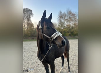 Danois sang-chaud, Jument, 2 Ans, 170 cm