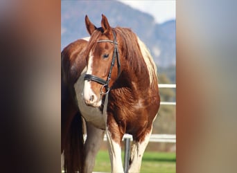 Danois sang-chaud, Jument, 3 Ans, 163 cm, Pinto
