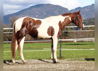 Danois sang-chaud, Jument, 3 Ans, 163 cm, Pinto