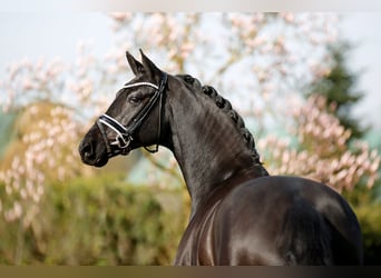 Danois sang-chaud, Jument, 5 Ans, 167 cm, Noir