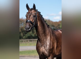 Danois sang-chaud, Jument, 6 Ans, 167 cm, Bai brun