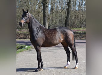 Danois sang-chaud, Jument, 8 Ans, 170 cm, Bai brun