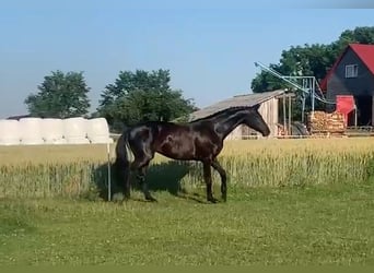 Danois sang-chaud, Jument, 8 Ans, 171 cm, Noir