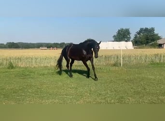Danois sang-chaud, Jument, 8 Ans, 171 cm, Noir