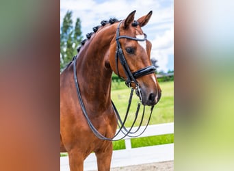 Danois sang-chaud, Jument, 9 Ans, Bai