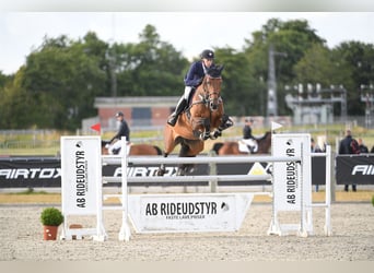 Danskt varmblod, Sto, 11 år, 177 cm, Mörkbrun