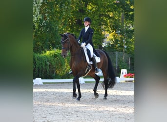 Danskt varmblod, Sto, 13 år, 170 cm, Brun