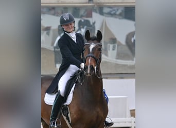 Danskt varmblod, Sto, 13 år, 170 cm, Brun