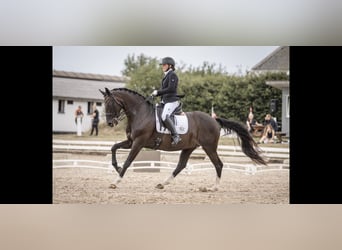 Danskt varmblod, Sto, 14 år, 167 cm, Svart