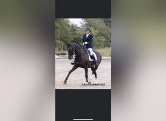 Danskt varmblod, Sto, 14 år, 167 cm, Svart
