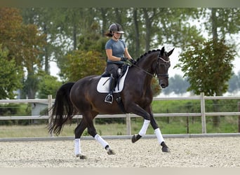 Danskt varmblod, Sto, 6 år, 172 cm, Mörkbrun