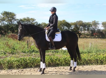 Danskt varmblod, Sto, 9 år, 168 cm, Svart