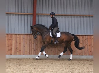 Danskt varmblod, Sto, 9 år, 172 cm, Brun
