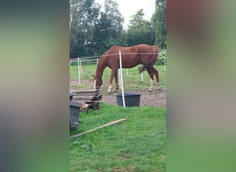 Danskt varmblod, Valack, 11 år, 173 cm, fux