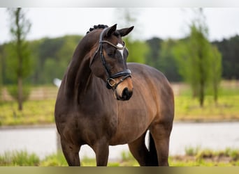 Danskt varmblod, Valack, 15 år, 168 cm, Brun