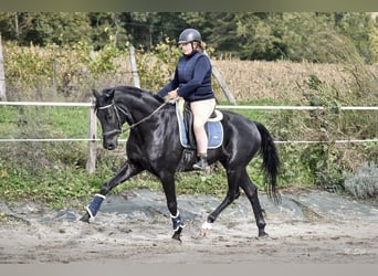 Danskt varmblod, Valack, 4 år, 167 cm, Svart