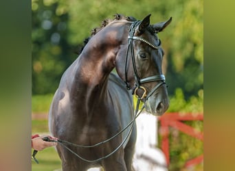 Danskt varmblod, Valack, 4 år, 173 cm, Rökfärgad svart