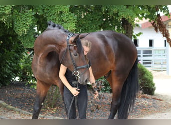 Danskt varmblod, Valack, 5 år, 182 cm, Mörkbrun