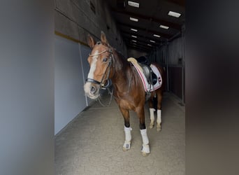 Danskt varmblod, Valack, 7 år, 148 cm, Brun