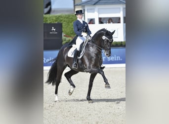 Koń oldenburski, Ogier, 19 lat, 173 cm, Kara