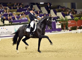 Oldenburg, Stallion, 19 years, 17 hh, Black