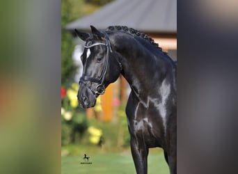 Oldenburg, Stallone, 19 Anni, 173 cm, Morello