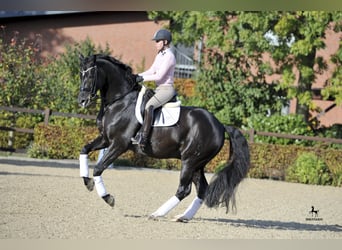 Oldenburger, Hengst, 18 Jahre, 173 cm, Rappe