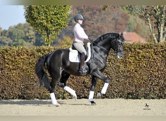 Oldenburger, Hengst, 18 Jahre, 173 cm, Rappe