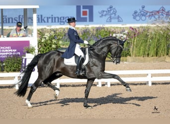 Oldenburger, Hengst, 18 Jahre, 173 cm, Rappe