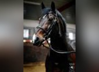 Belgian Warmblood, Stallion, 34 years